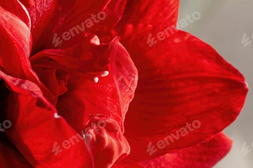 Preview: Amaryllis macro close up, petals abstract structure pattern red, copy space