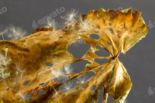 Preview: dry leaves and dandelion seeds