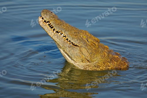 Preview: Nile crocodile portrait - Kruger National Park