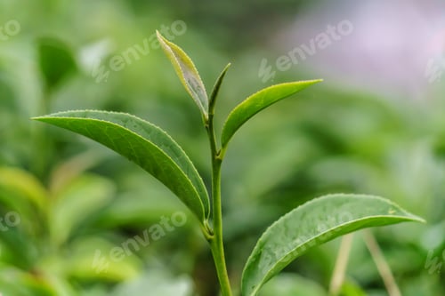 Preview: Green tea in the tea plantation