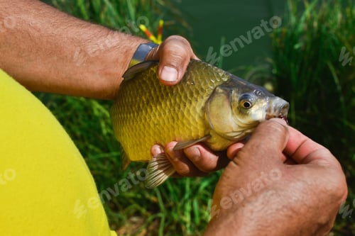 Preview: Top view of the tanned hands of a man holding a crucian fish just caught from the lake.