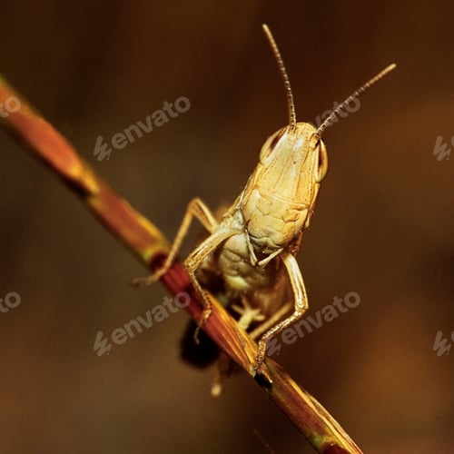 Preview: Grasshopper, Sierra de Guadarrama National Park, Spain