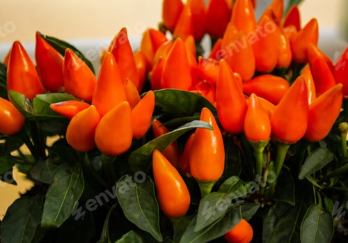 Preview: Close up of orange Chili Capsicum frutescens with green leaves
