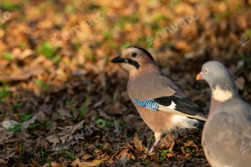 Preview: Eurasian jay or Garrulus glandarius on the ground