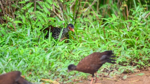 Preview: Sri Lanka spurfowl male bird emerging from the grass cover at Sinharaja Forest Reserve