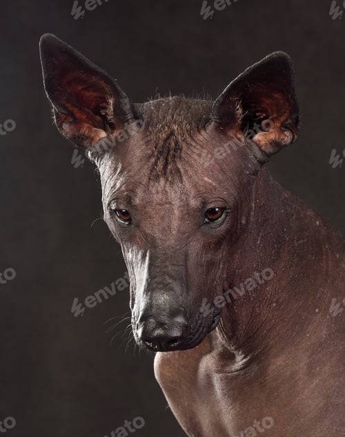 Preview: Portrait of Xoloitzcuintli Dog