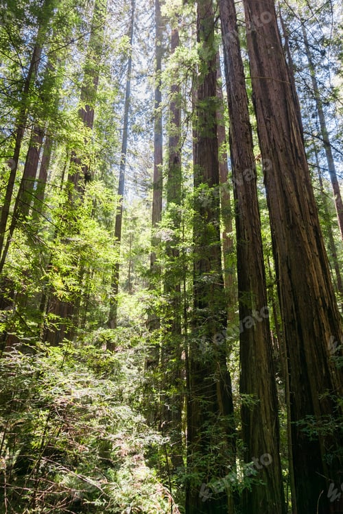 Preview: Redwood forest, Pescadero Creek County Park, San Francisco bay, California