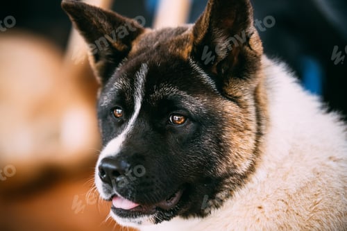 Preview: American Akita Dog Close Up Portrait