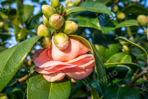 Preview: A Close-Up Shot Of Flower Buds And Blossoms.
