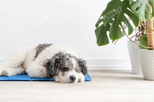 Preview: Cute mixed breed dog lying on cool mat looking up on white wall background