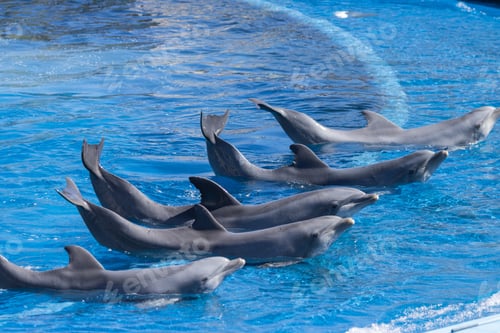 Preview: Dolphins swimming and performing tricks in a crystal clear blue pool of a Dolphinarium