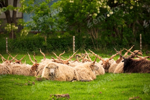 Preview: Sheep herd on the pasture