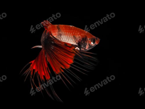 Preview: fish on