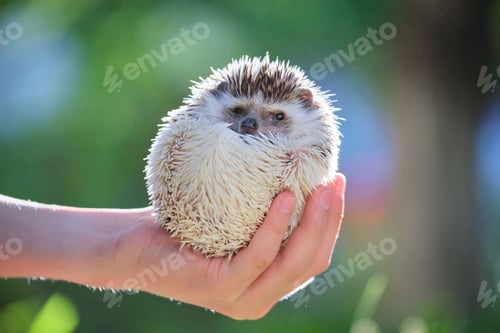 Preview: Human hands holding little african hedgehog pet outdoors on summer day.