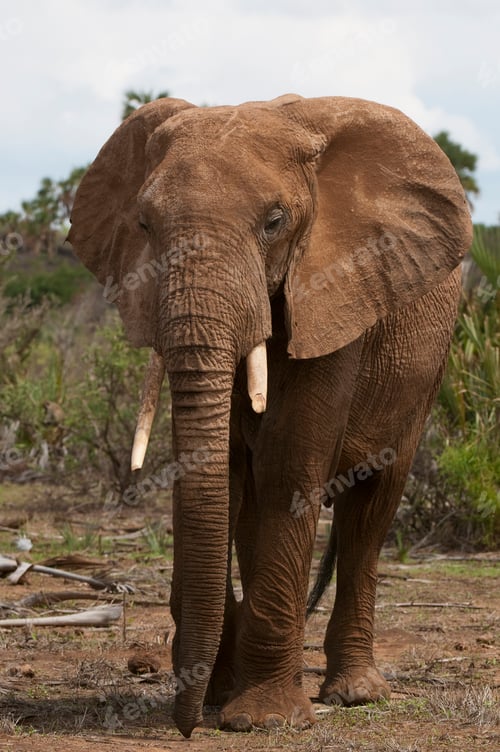 Preview: African Elephant (Loxodonta africana), Samburu National Park, Kenya