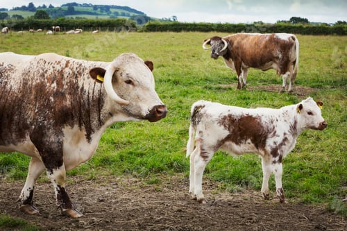 Preview: English Longhorn cattle with calf in a pasture
