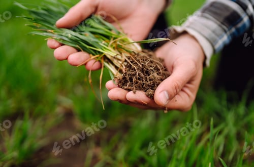 Preview: Young wheat sprout in the hands of a farmer. Checking wheat field progress. Organic gardening.