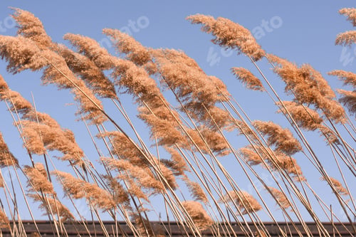 Preview: Ordinary reed, dry spikelets against the blue sky.