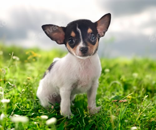 Preview: puppy chihuahua in nature