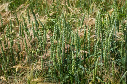 Preview: View of mixed yellow-green stalks of wheat and barley standing on a plantation in summer