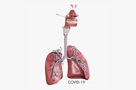 Preview: Human Respiratory System Anatomy with Alveoli Details