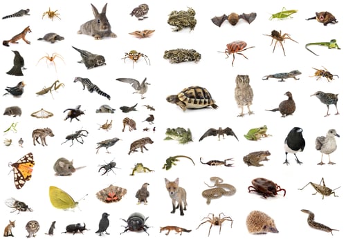 Preview: european wildlife in studio