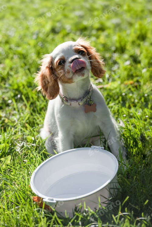 Preview: thirsty puppy