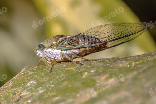 Preview: Green Cicada