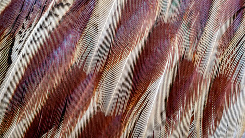 Preview: colored pheasant feathers with a visible texture. background