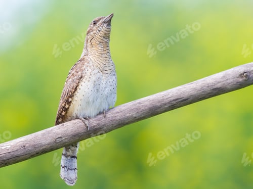 Vorschau: Eurasischer Wendehals, Jynx torquilla. Ein Vogel sitzt auf einem Ast vor einem schönen grünen Hintergrund