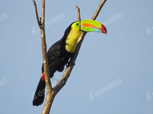 Preview: Colorful toucan