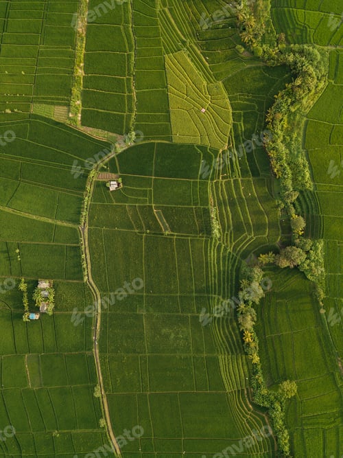 Preview: Aerial view of rice fields,Bali,Indonesia