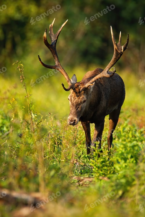 Preview: Massive red deer stag approaching from front view on glade in riparian forest