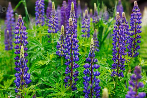 Preview: Closeup of vibrant purple lupine flowers in a lush green garden