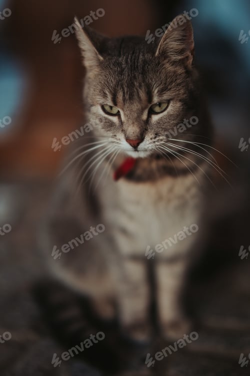 Preview: Vertical shot of a black cat sitting inside a room