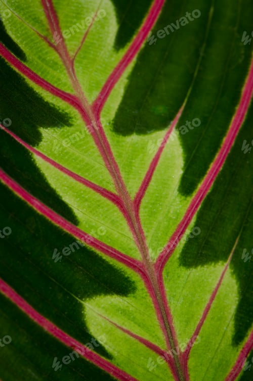 Preview: Green leaf with red veins