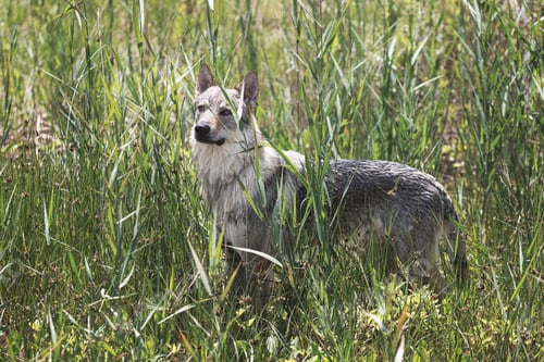 Preview: Cute adorable Czechoslovakian Wolfdog dog enjoying the weather in the park