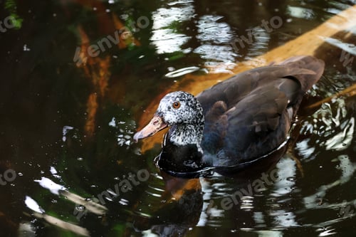 Preview: portrait of Asarcornis scutulata bird in lake