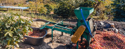 Preview: Coffee cherry pulping machine farmer. coffee bean machine process.