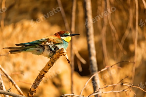 Preview: Exotic bird European bee-eater or Merops apiaster