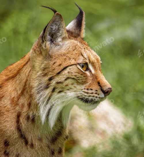 Preview: The Eurasian lynx (Lynx lynx) in the forest.