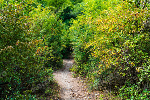 Preview: Path between trees in the forest