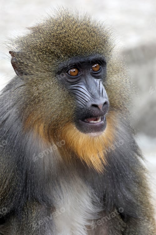 Preview: Close view of mandrill monkey (Mandrillus sphinx)