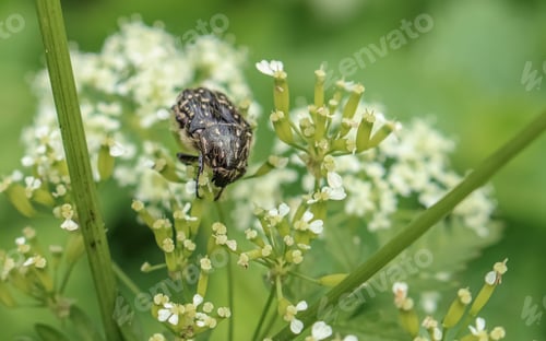 Preview: Bug on a flower in green background