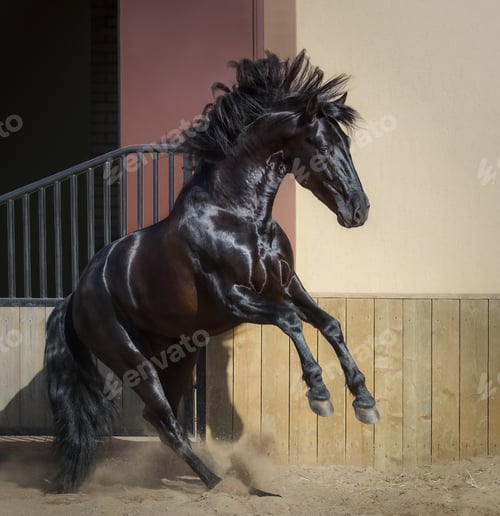 Preview: Beautiful black Andalusian horse play in paddock.