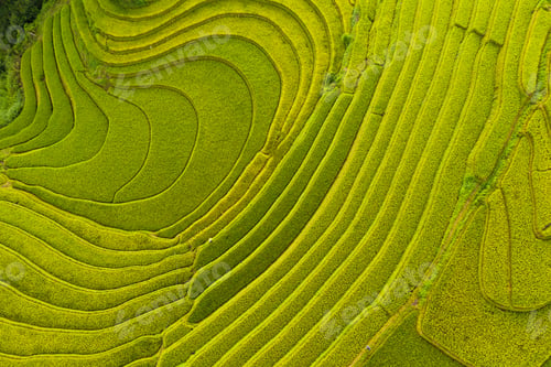 Preview: Paddy rice terraces, green agricultural fields in countryside of mountain hills valley, Vietnam.