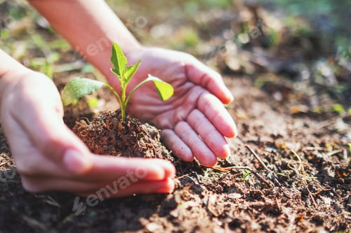 Preview: Closeup image of people holding and planting a small tree on pile of soil