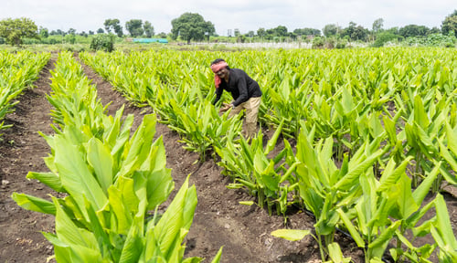 Preview: Happy Indian farmer at green turmeric agriculture field.