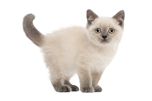 Preview: cat, kitten, pet, isolate
