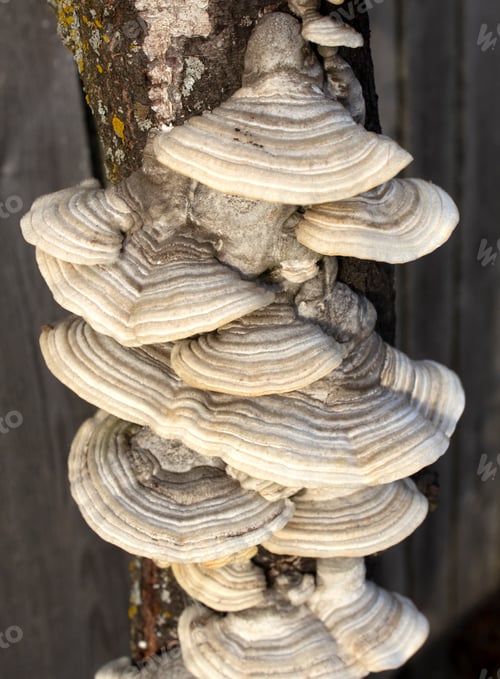 Preview: Close up Tinder Fungus growing on the trunk of an old tree